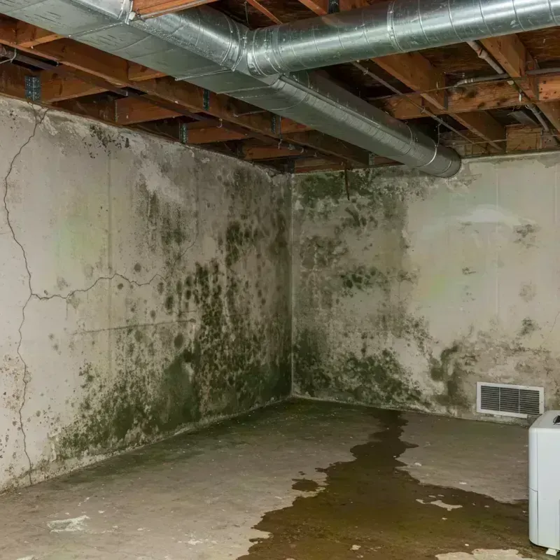 Professional Mold Removal in Edgecomb, ME